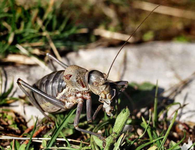 ephippigere carenee-02.jpg